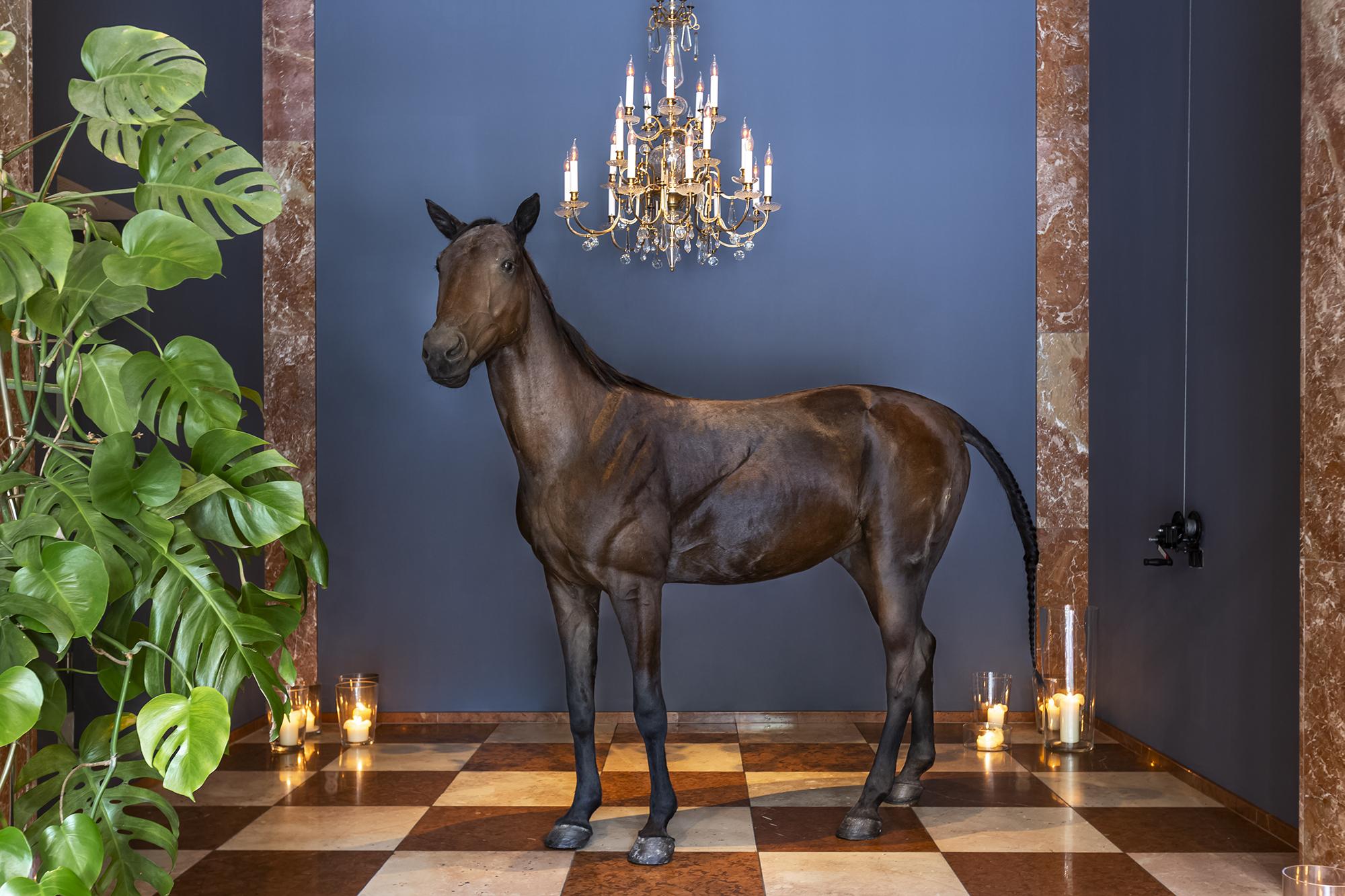 Grand Ferdinand Vienna - Your Hotel In The City Center Dış mekan fotoğraf The Horse, 2014